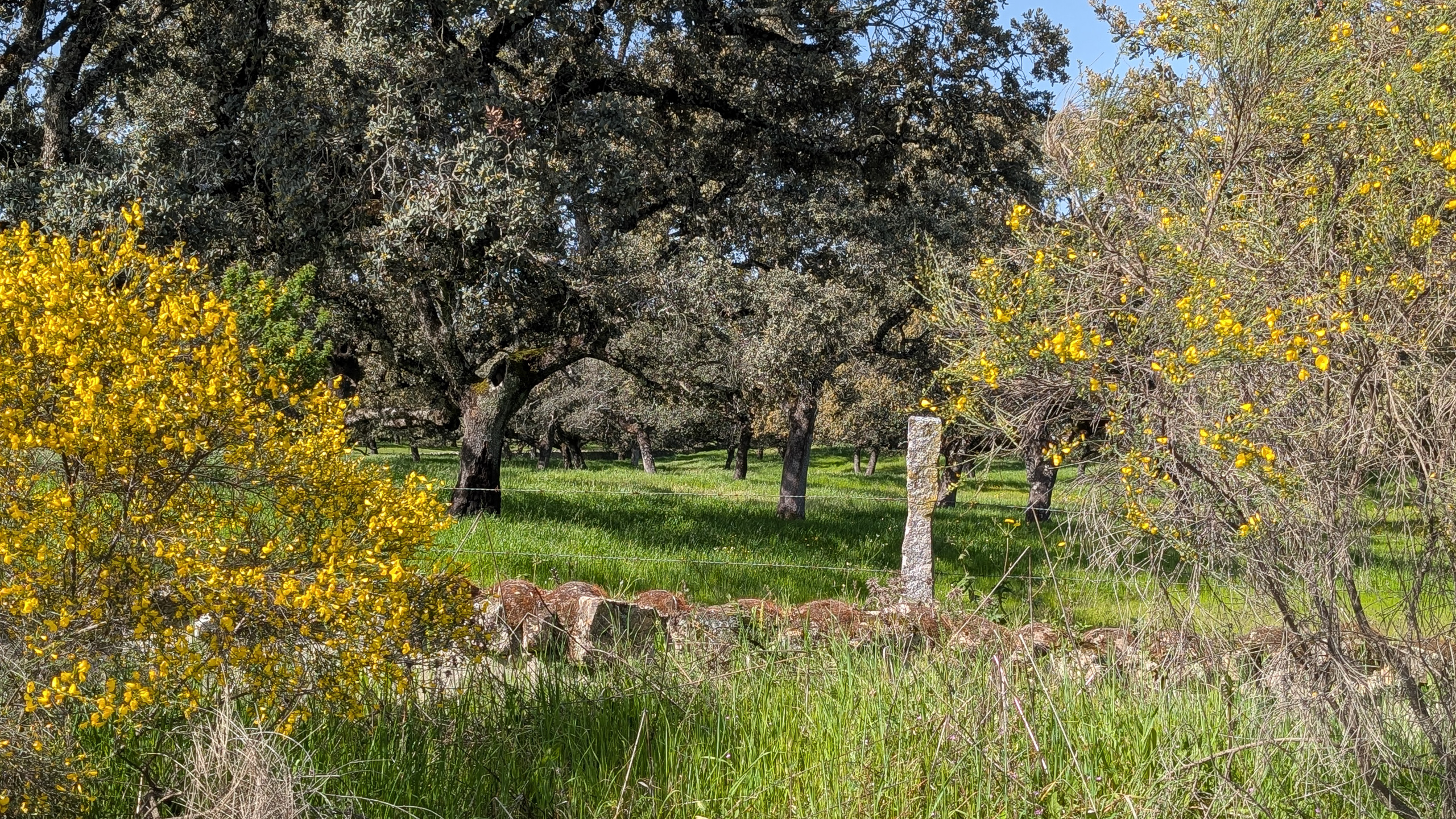 Blühender Ginster in der Dehesa